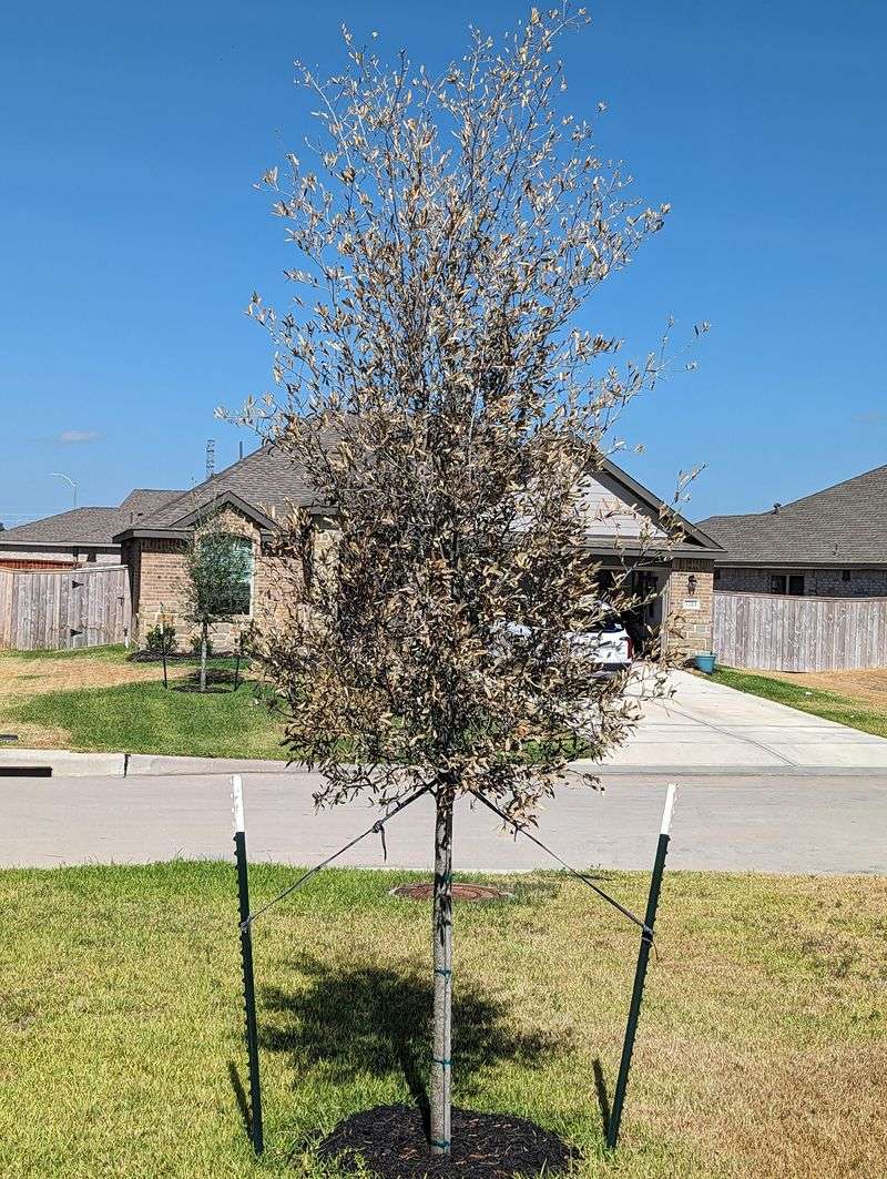 Coast Live Oak For A Lasting Legacy