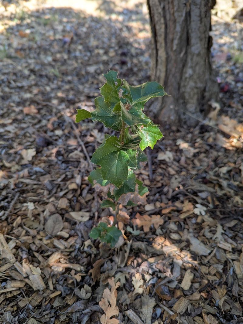 Coast Live Oak Prefers A Fall Start Coast Live Oak Prefers A Fall Start