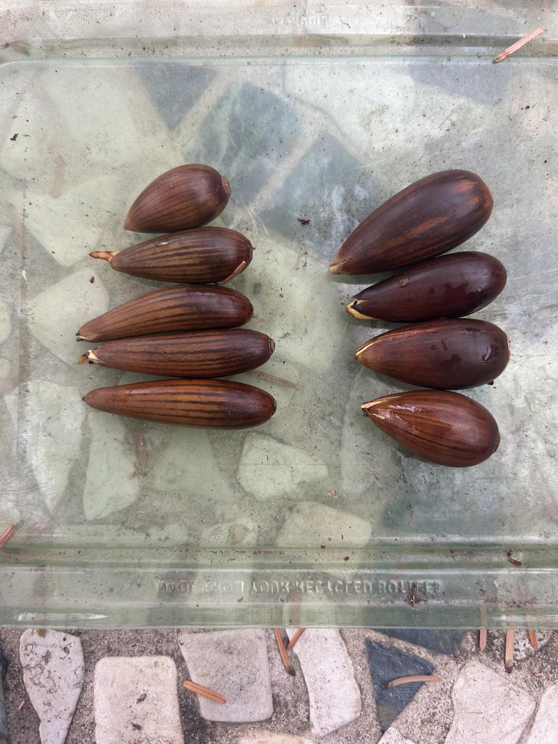 Coast Live Oak Seeds Dry Out Fast Coast Live Oak Seeds Dry Out Fast
