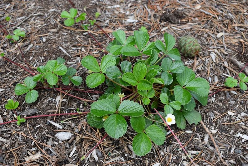 Coastal Strawberry (Fragaria chiloensis)
