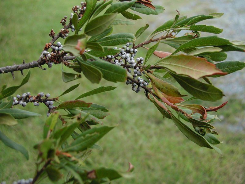 Coastal Winds Increase Stress On New Plantings Coastal Winds Increase Stress On New Plantings