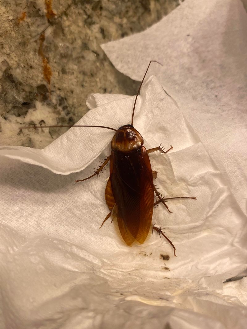 Cockroaches Chase Warmth Into Structures