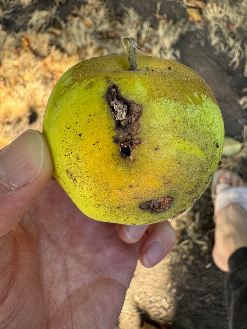 Codling Moth Larvae Bore Straight In