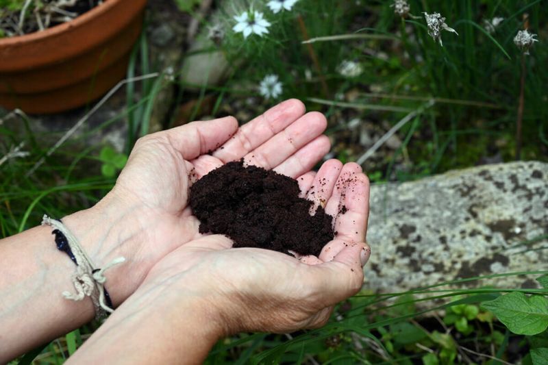 Coffee Grounds