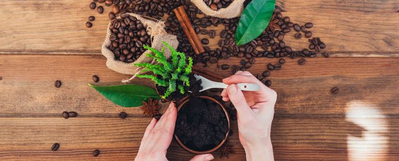 Coffee Grounds for Soil Health and Mild Pest Deterrence Coffee Grounds for Soil Health and Mild Pest Deterrence