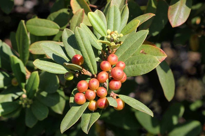 Coffeeberry Supports Pollinators And Wildlife Coffeeberry Supports Pollinators And Wildlife