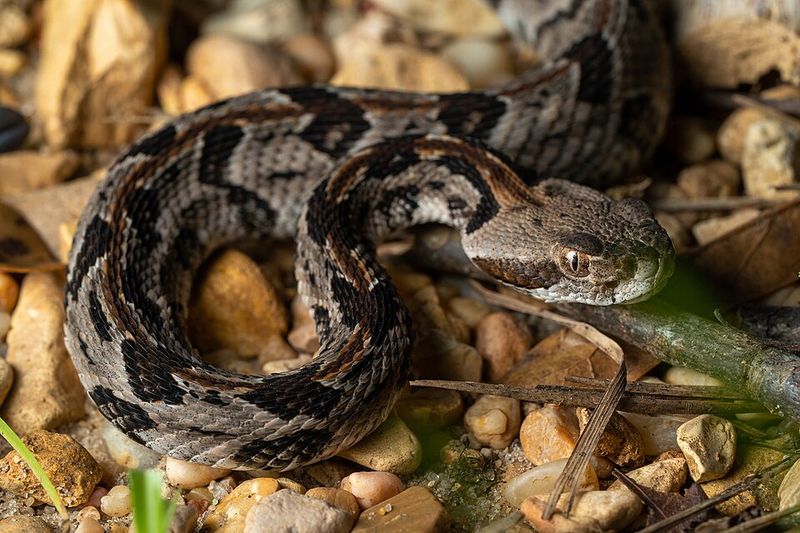 Coiled Shapes Resting In Sunny Spots Coiled Shapes Resting In Sunny Spots