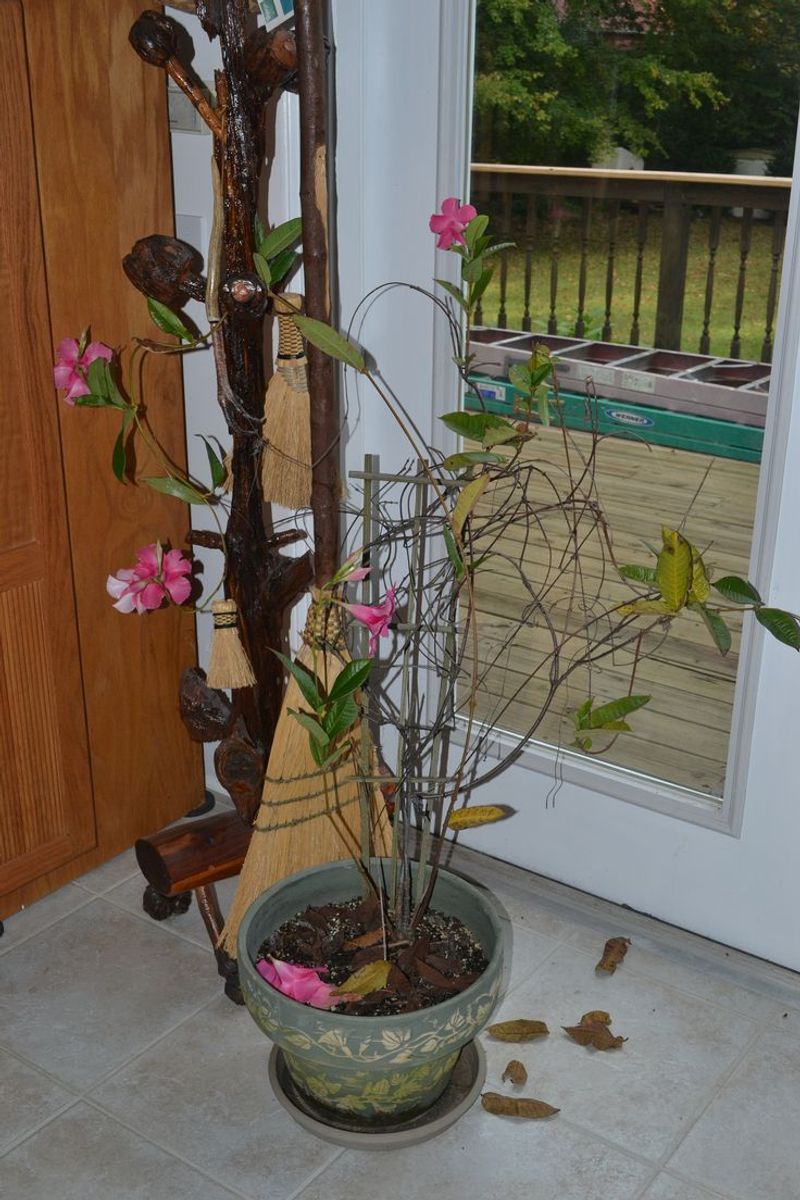 Cold Drafts Are Kept Away From The Tropical Vine Cold Drafts Are Kept Away From The Tropical Vine