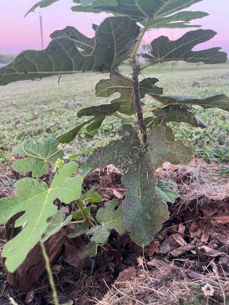 Cold-Hardy Figs May Resprout From The Base