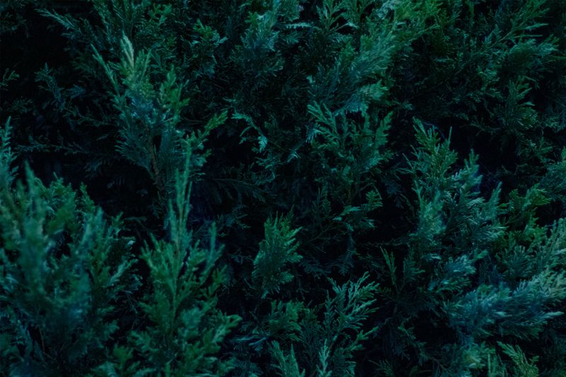 Cold Nights Slow Green Pigment Production Cold Nights Slow Green Pigment Production