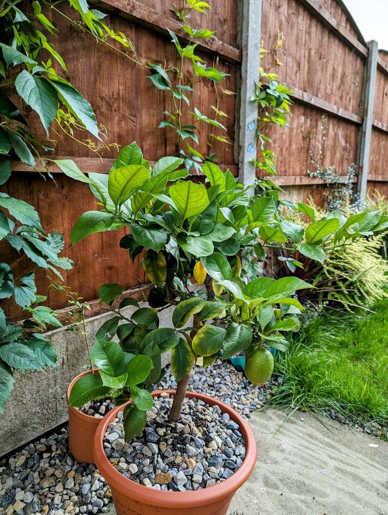 Cold Weather Can Be Hardest On Young Citrus Trees