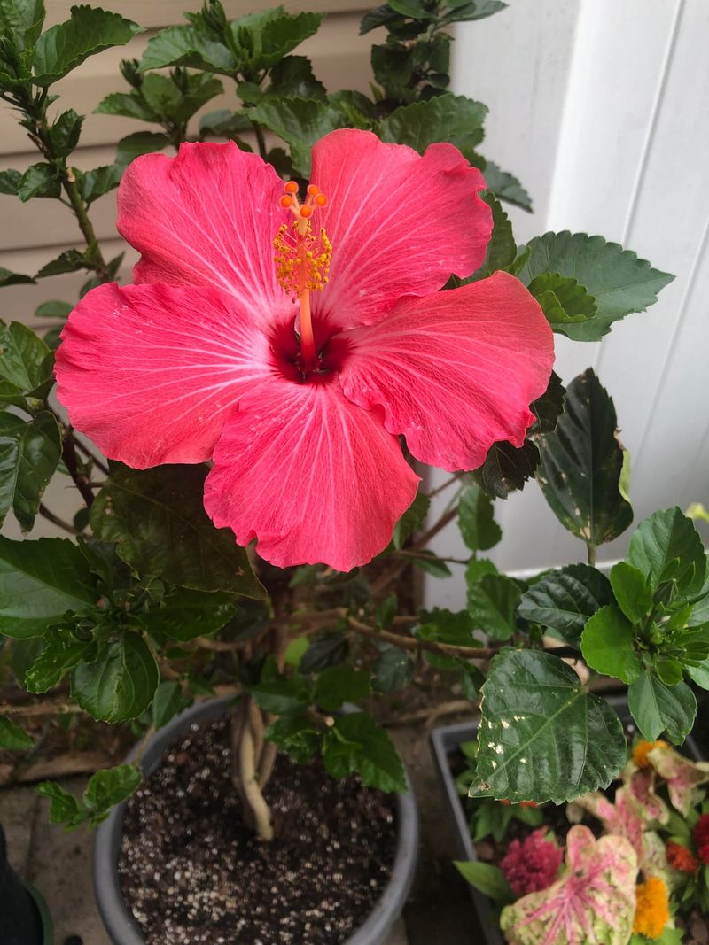 Cold Weather Can Quickly Change What These Plants Need Cold Weather Can Quickly Change What These Plants Need