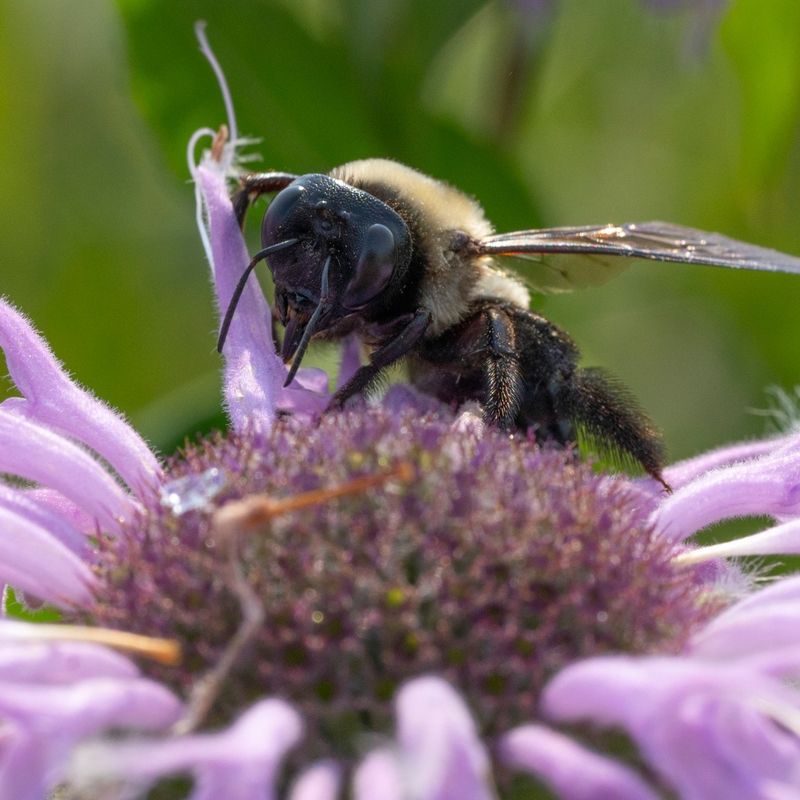 Cold Weather Does Not Mean Bees Disappear Forever