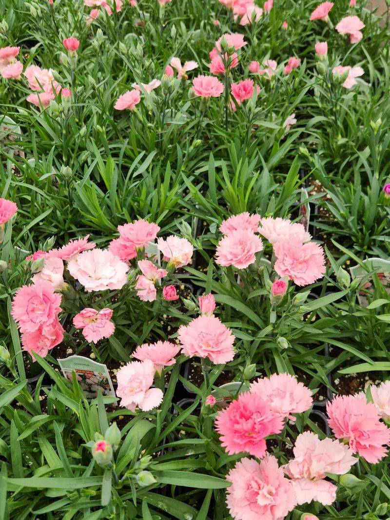Cold Weather Is Where Dianthus Starts To Shine Cold Weather Is Where Dianthus Starts To Shine
