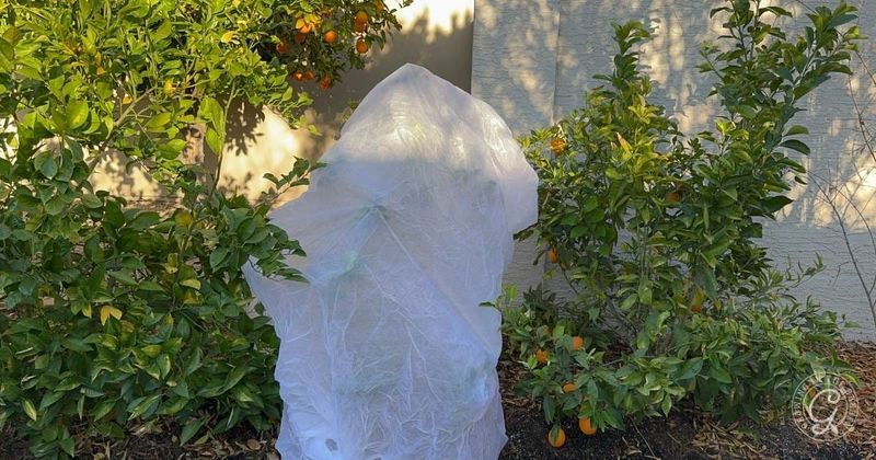 Cold protection matters for Arizona lemons Cold protection matters for Arizona lemons