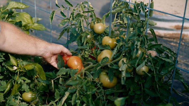 Cold weather makes the final harvest decision