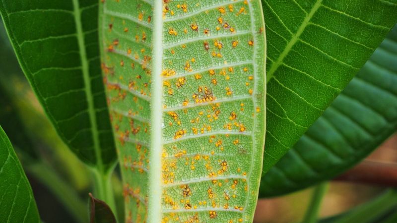 Coleosporium Plumeriae Finally Shows Its Hand