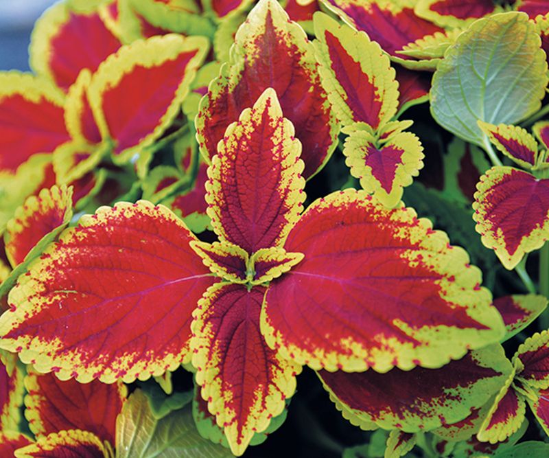 Coleus Can Become A Winter Houseplant