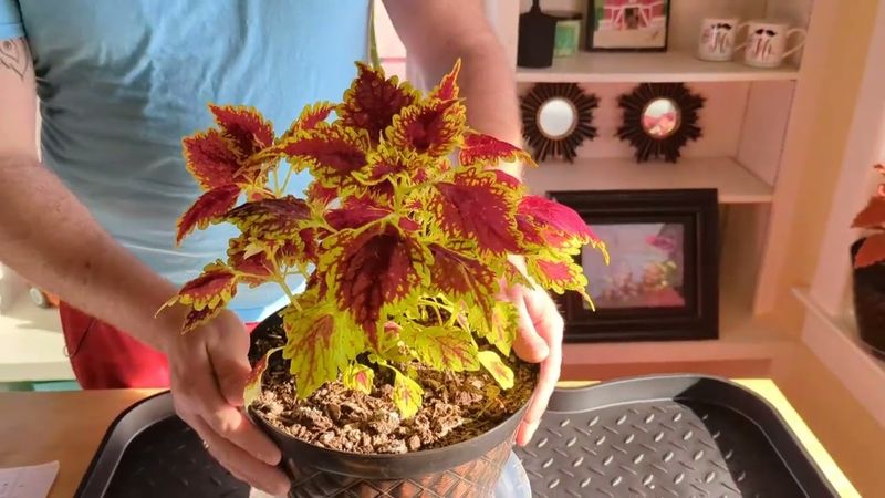 Coleus Needs Indoor Protection From Ohio Cold Coleus Needs Indoor Protection From Ohio Cold