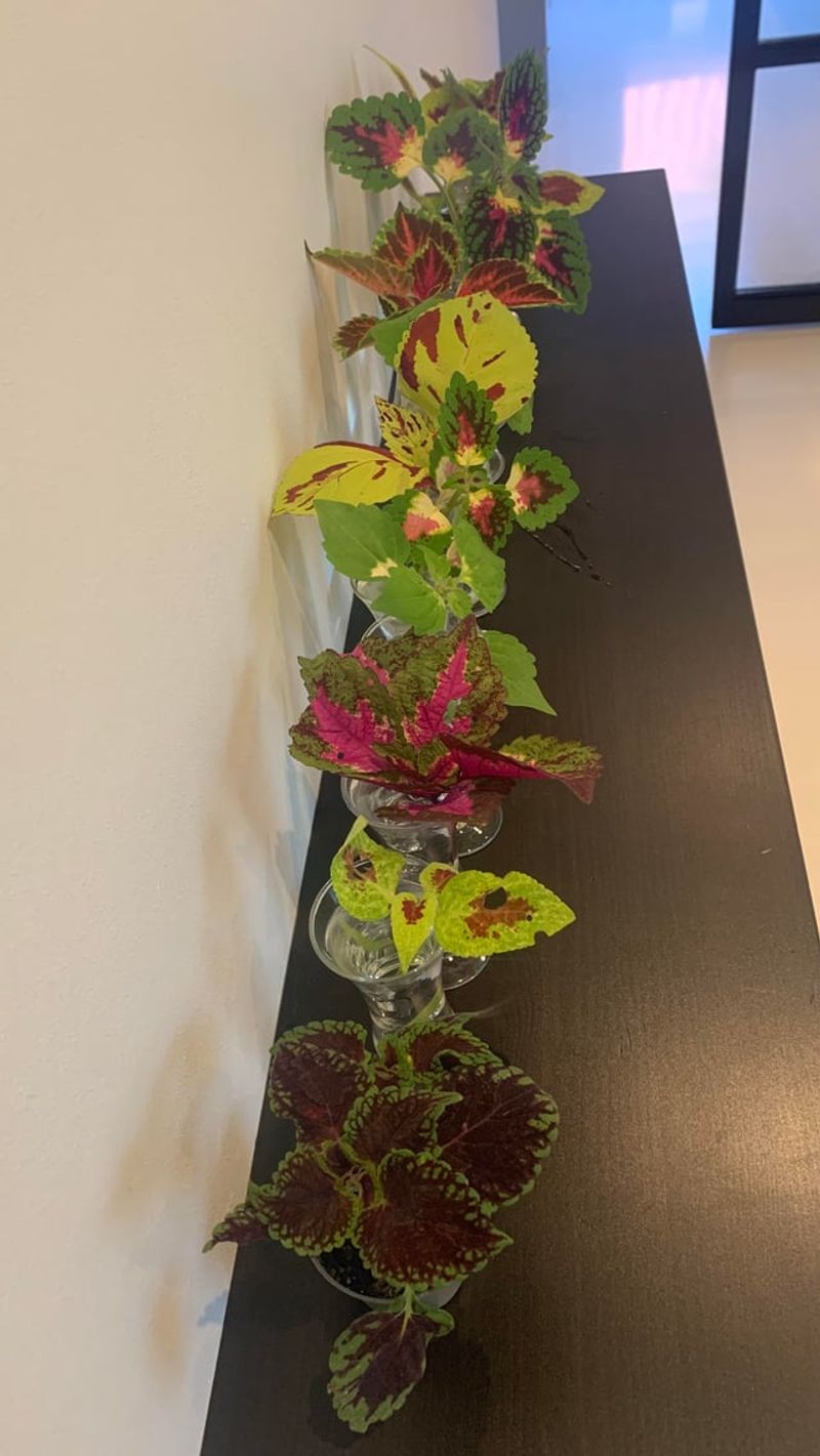 Coleus Should Move Indoors Before Chilly Nights Coleus Should Move Indoors Before Chilly Nights