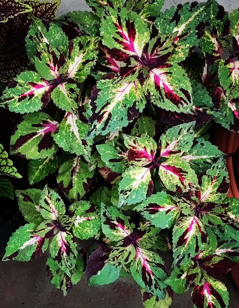 Coleus Shows Off Wild Painted Leaves
