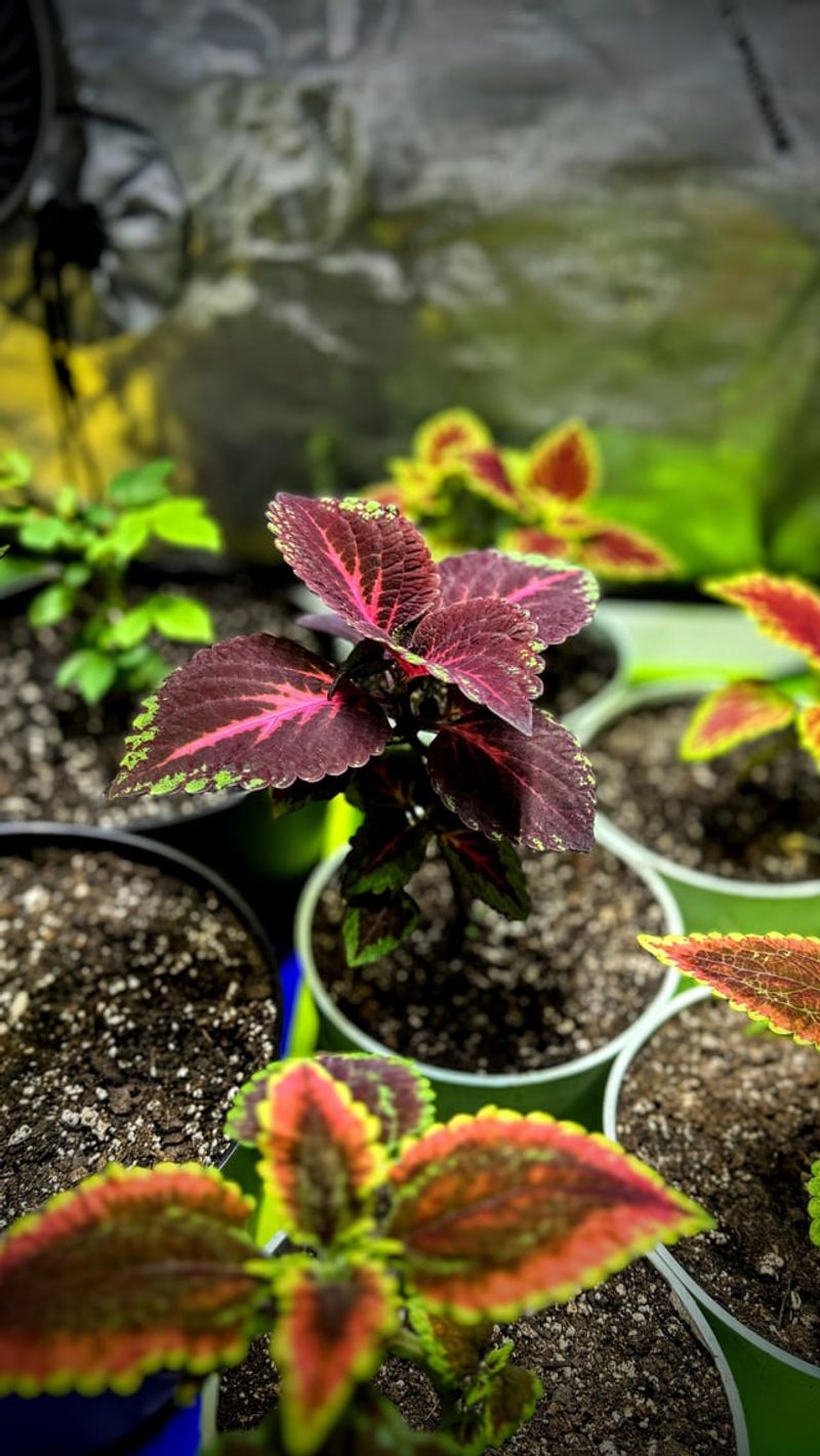 Coleus