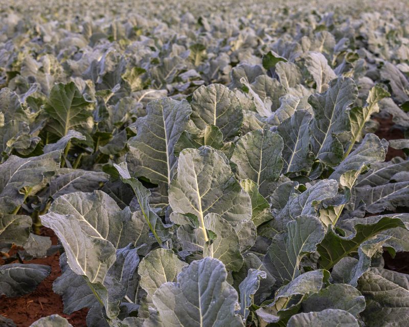 Collard Greens Keep Producing Past First Freeze Collard Greens Keep Producing Past First Freeze