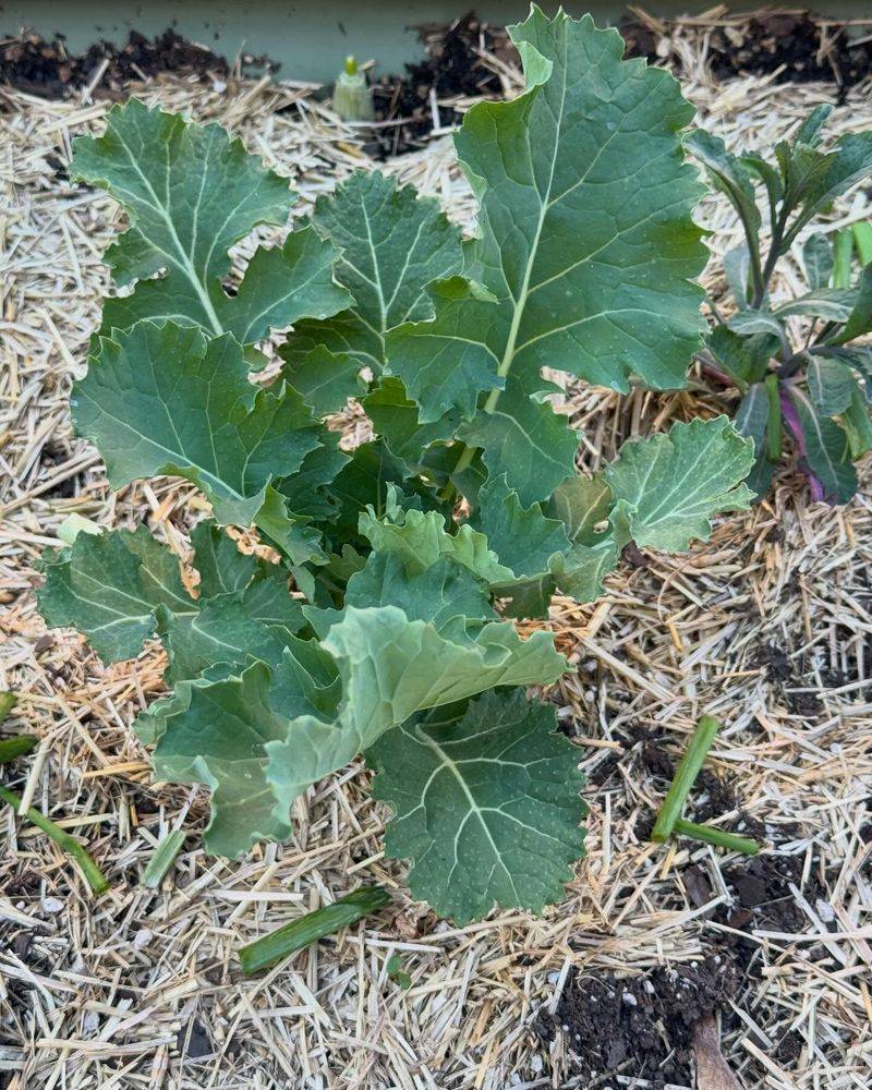 Collard Greens