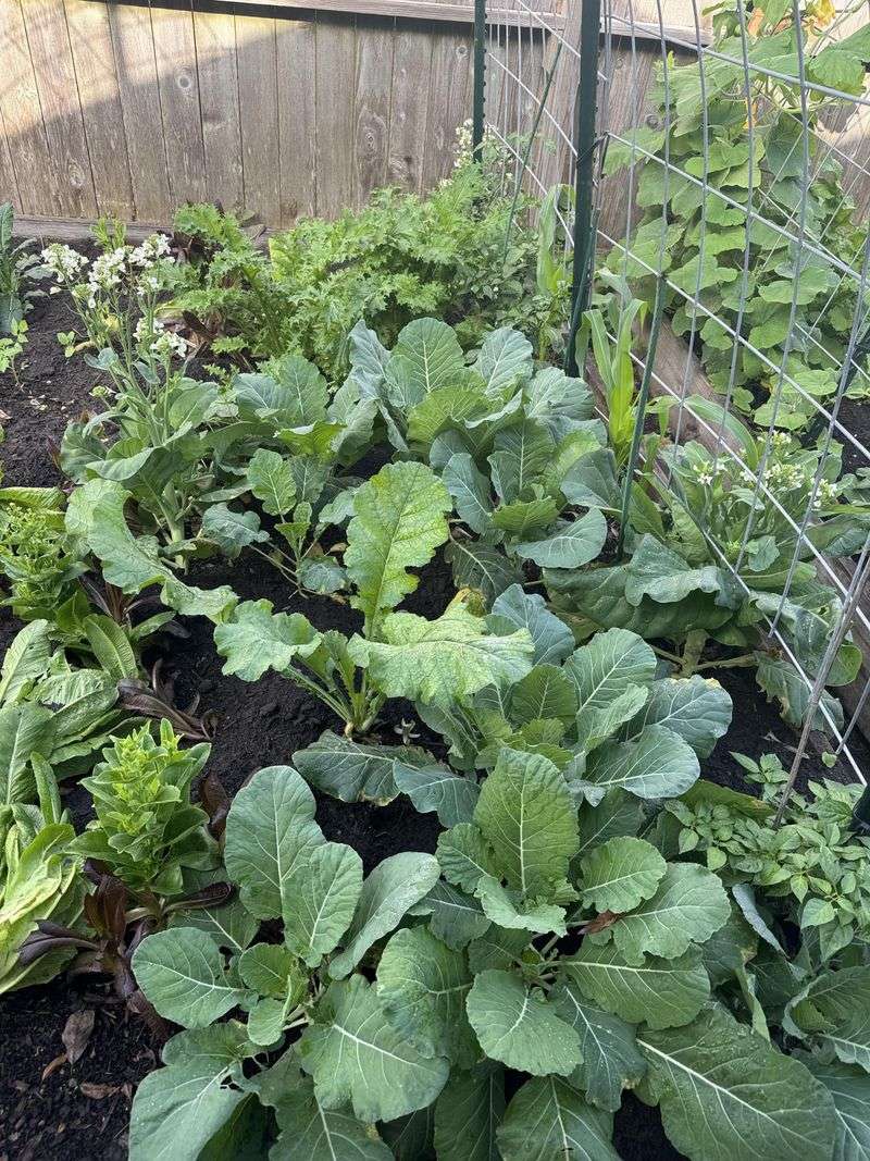 Collards Become A Strong Choice For Cooler Garden Beds