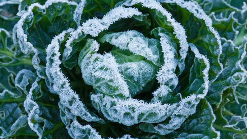 Collards Can Keep Growing After Light Frost Collards Can Keep Growing After Light Frost