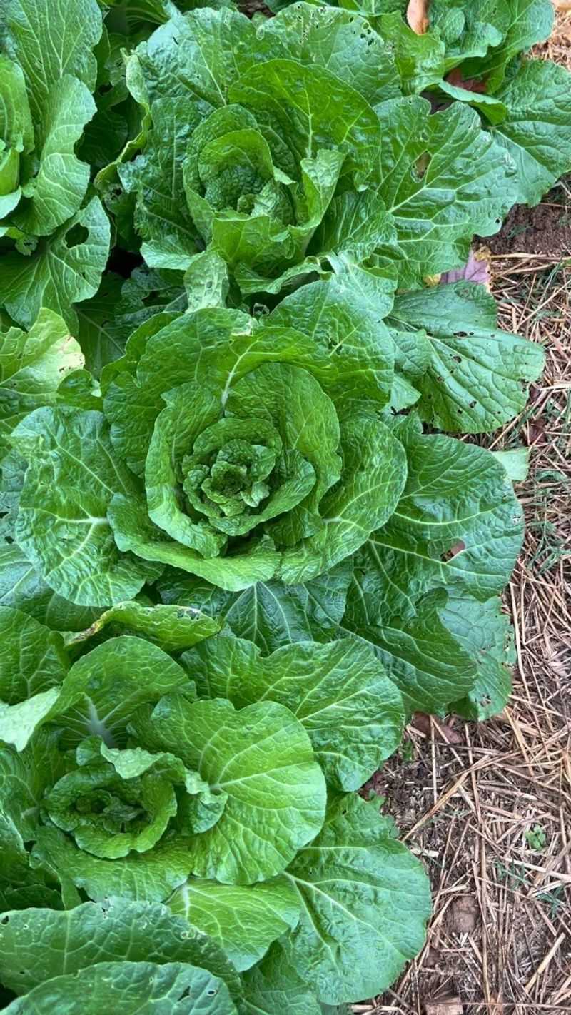 Collards Handle Frost Better Than Many Tender Greens Collards Handle Frost Better Than Many Tender Greens