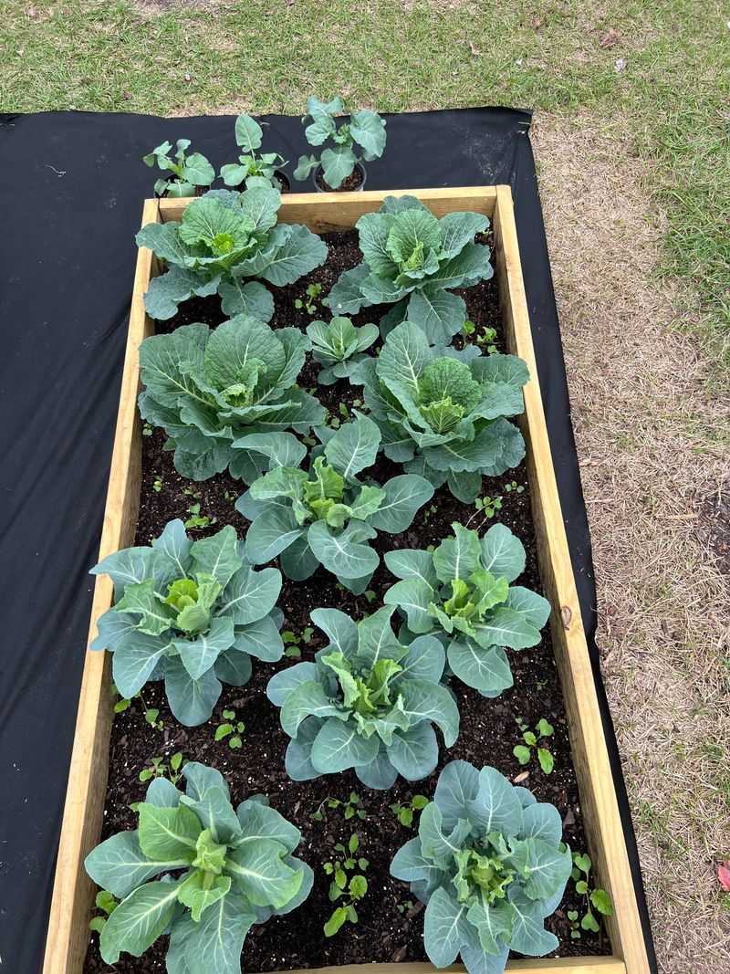 Collards Thrive Right Through Winter Collards Thrive Right Through Winter