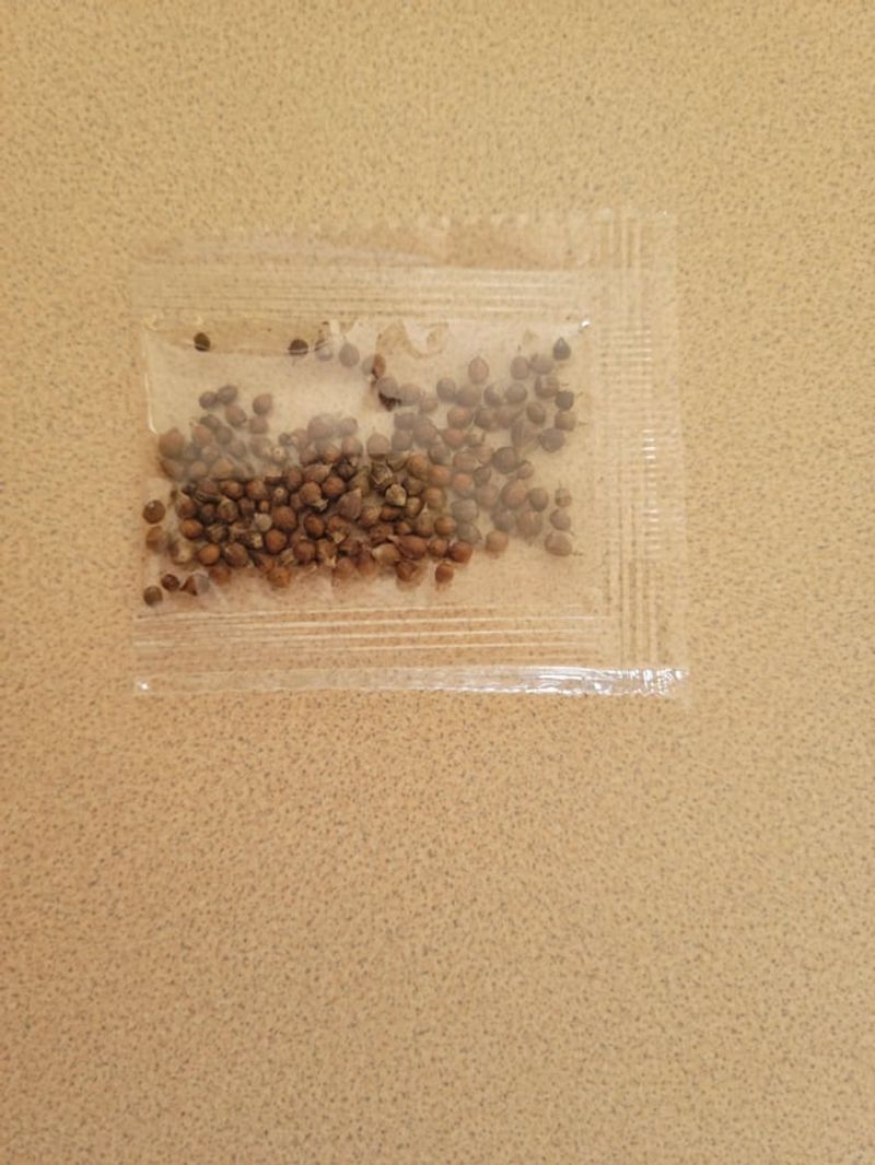 Collect And Store The Seeds Collect And Store The Seeds