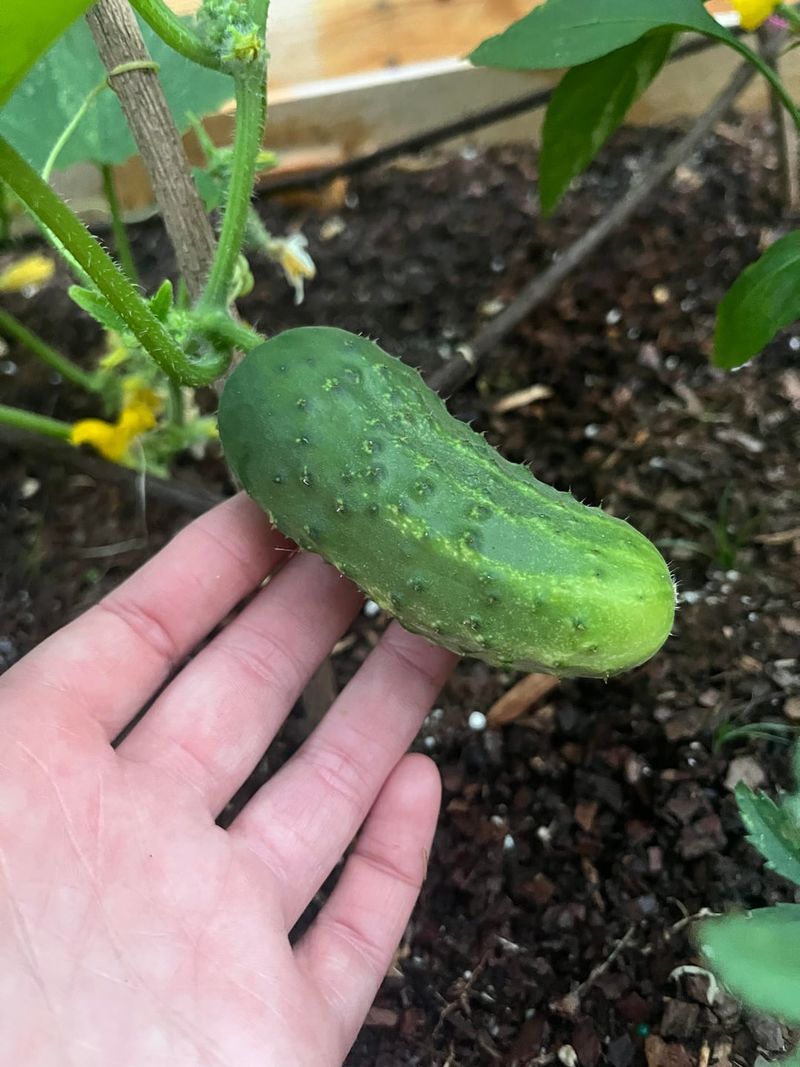 Collect Cucumbers Before Vines Turn Mushy Collect Cucumbers Before Vines Turn Mushy