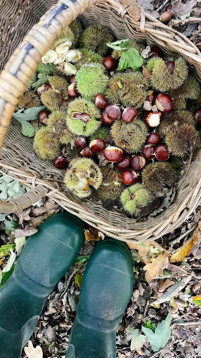 Collect Fallen Nuts Every Day