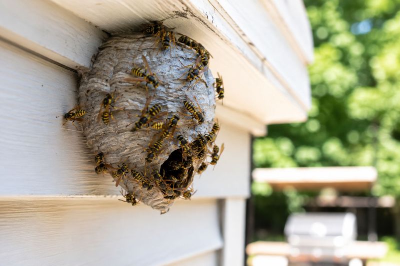 Colonies Explode In Size By Late Summer Colonies Explode In Size By Late Summer