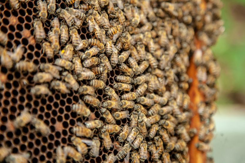 Colonies Hit Peak Population Right Now
