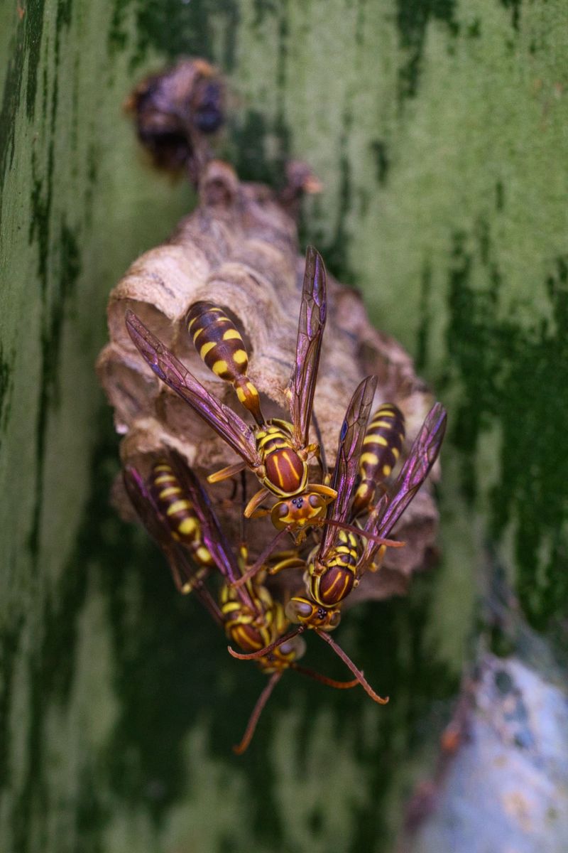 Colonies Hit Their Largest Size Right Now Colonies Hit Their Largest Size Right Now