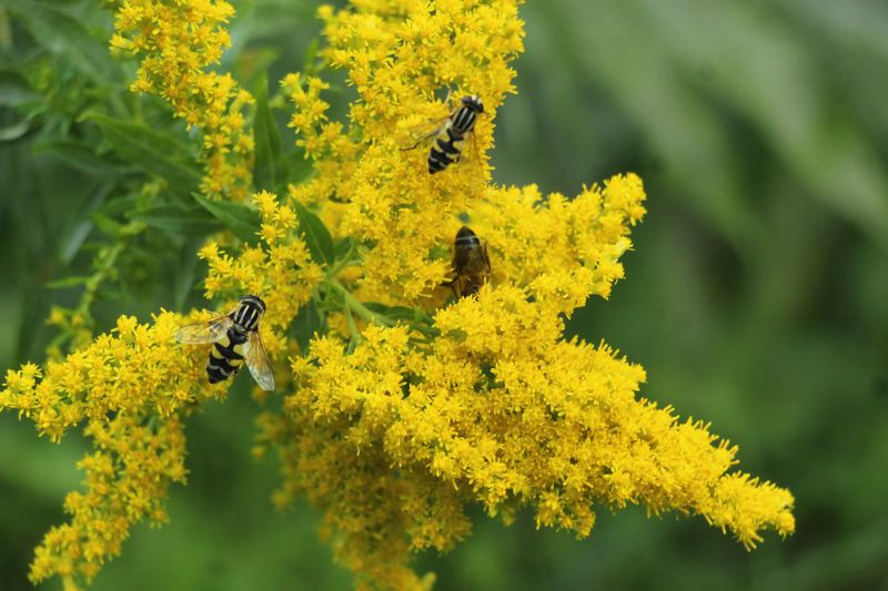 Colonies Hit Their Peak Population In Late Summer Colonies Hit Their Peak Population In Late Summer