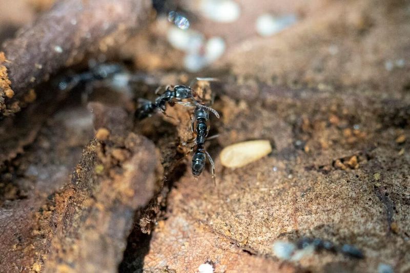Colonies Often Shelter In Damp Mulch And Decaying Wood Colonies Often Shelter In Damp Mulch And Decaying Wood
