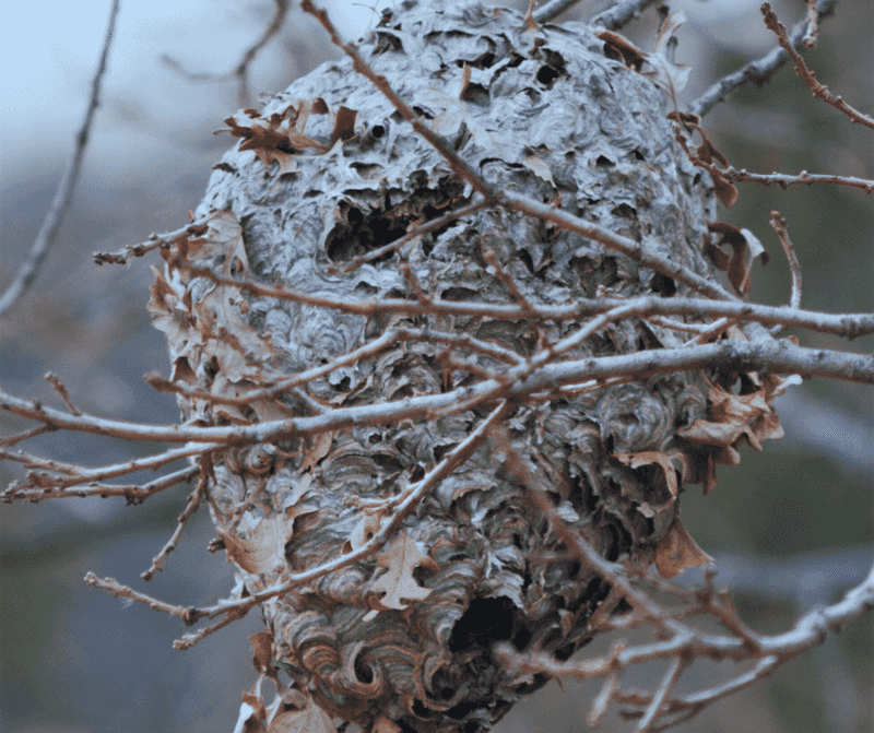 Colony Activity Starts To Drop As Colder Weather Sets In Colony Activity Starts To Drop As Colder Weather Sets In