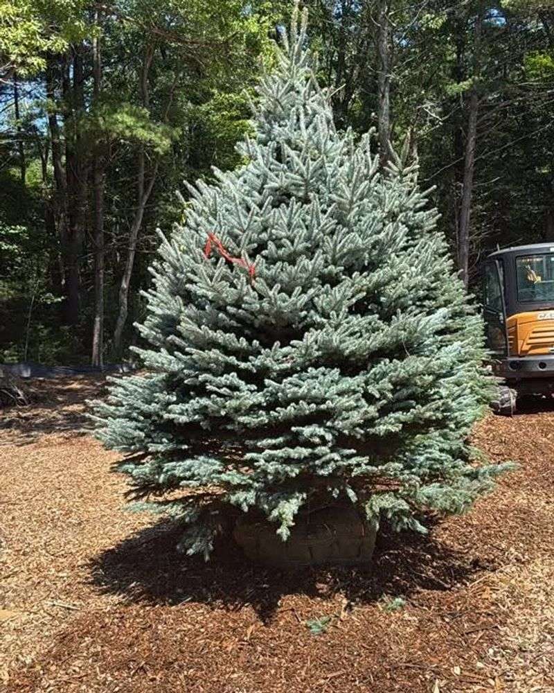 Colorado Blue Spruce Needs Early Fall Nutrition