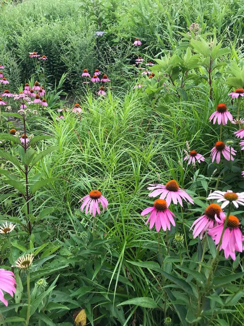 Combine Sedge With Other Native Plants On Slopes