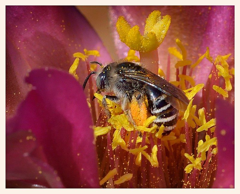 Combine pollinator support with seasonal timing