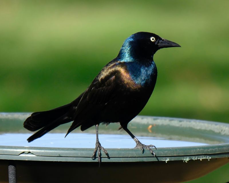 Common Birdbath Mistakes That Scare Visitors Away Common Birdbath Mistakes That Scare Visitors Away