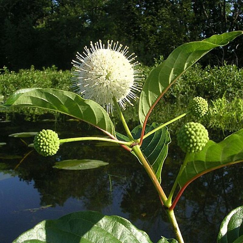 Common Buttonbush Anchors Arizona Firefly Wet Zones