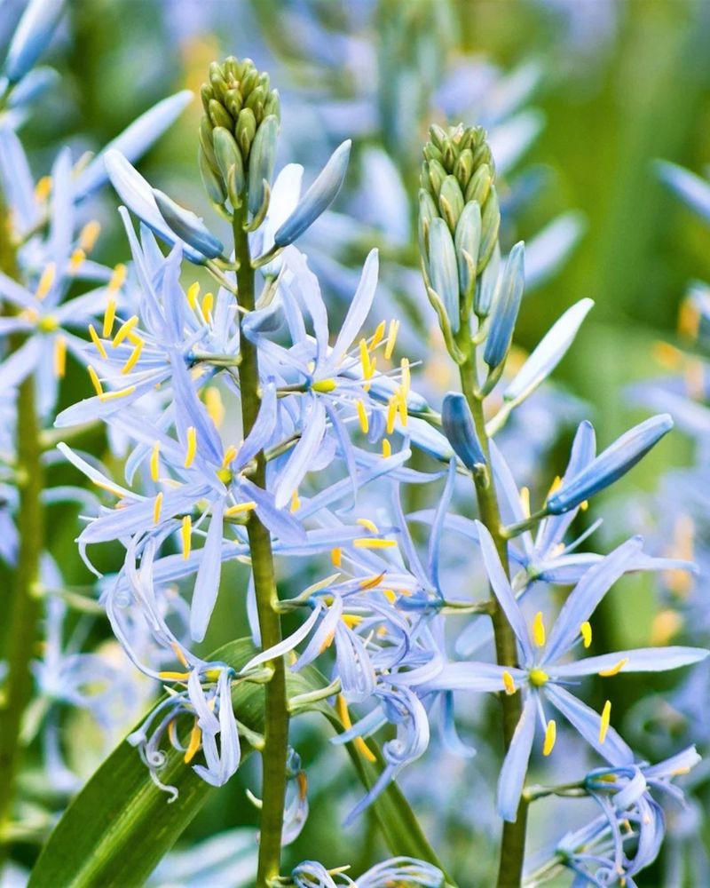 Common Camas For Spring Wet Meadows Common Camas For Spring Wet Meadows
