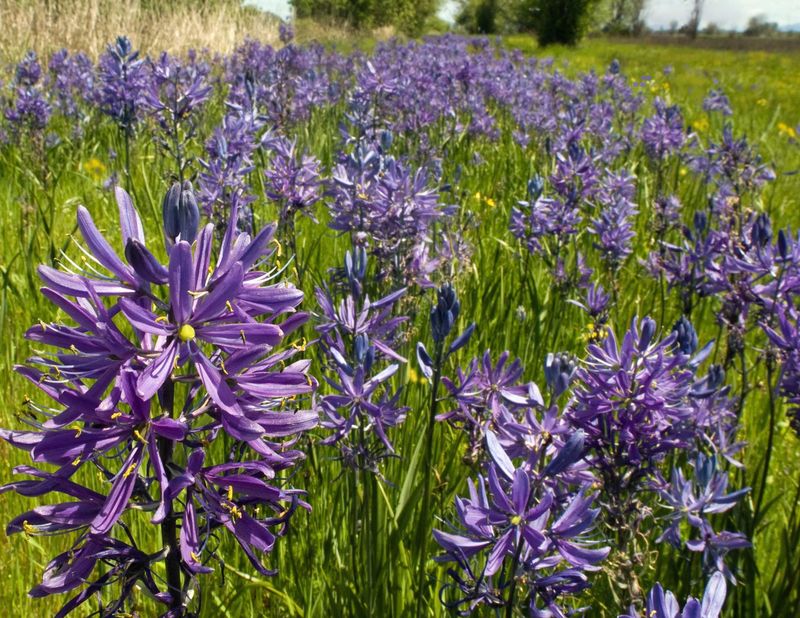 Common Camas