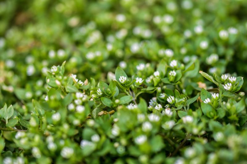 Common Chickweed And Its Love For Cool Autumn Air