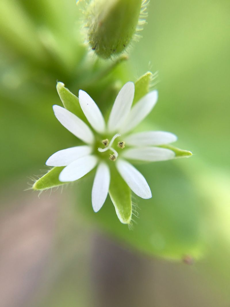 Common Chickweed Spreads Starry Mats Across Your Beds